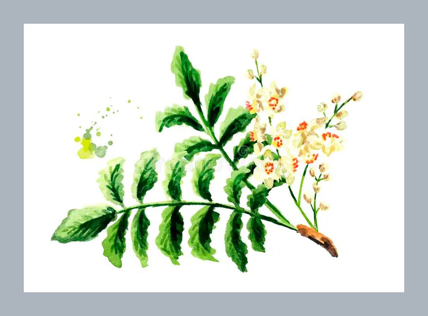 La Boswellia se ne va